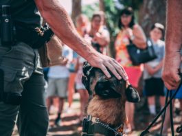 Chien policier